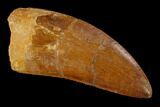 Carcharodontosaurus Tooth - Real Dinosaur Tooth #131236-1
